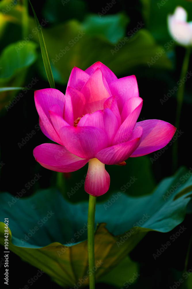 Obraz premium Chinese beauty: Pink lotus in sunlight with green leaf