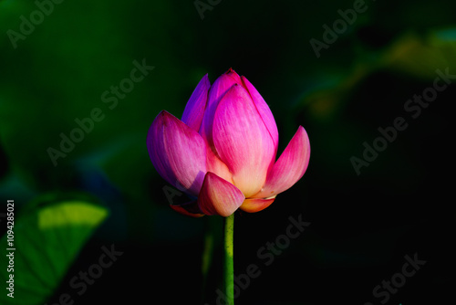 Chinese beauty: Pink lotus in sunlight with green leaf