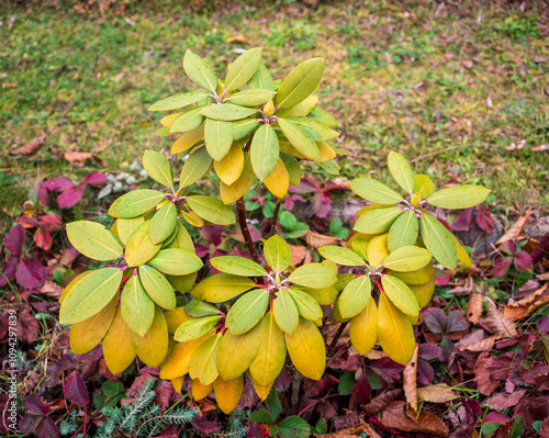 Rhododendrons are beautiful and majestic plants even in autumn. They are planted in parks, gardens, flower pots and outdoors, while they survive cold weather. photo