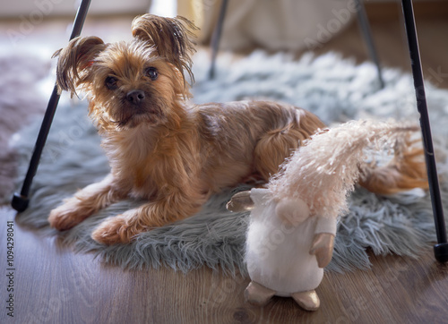 Quadro em tela The house elf is guarded by a pet. Both are resting on a fur mat.