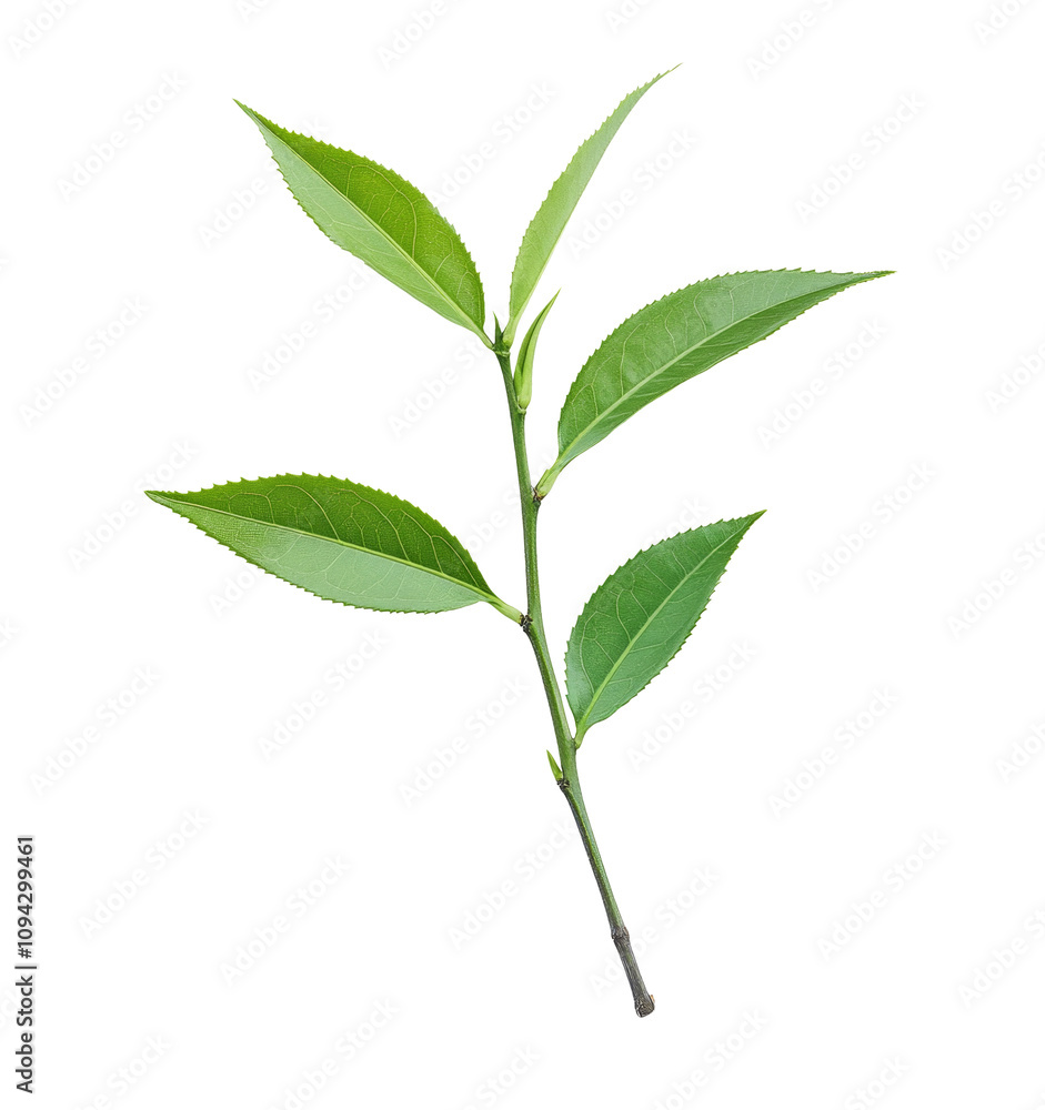Fototapeta premium High-Quality PNG tea leaf Isolated on White Background – High Resolution
