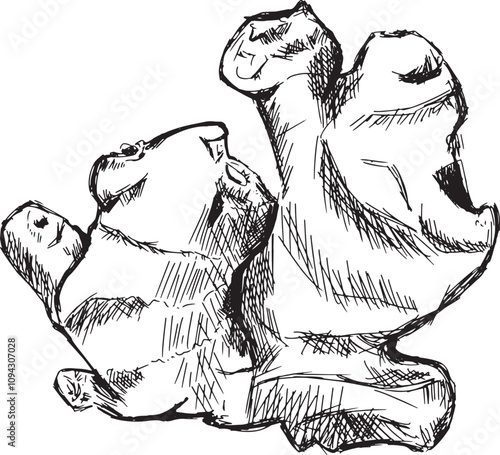 Ginger Root Large Top View Graphic Black and White Illustration Sketch for Printing and Web Design