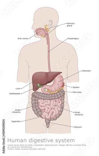 Human digestive system medical illustration. Organs of the human digestive system. Medical diagram. 