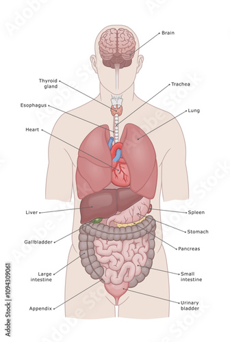 Human internal organ medical illustration. Main internal organs of the human body. Medical vector illustration.