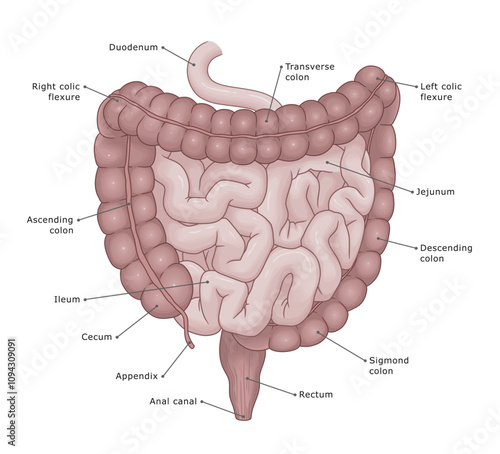 Human intestine anatomy medical illustration. Anatomy of the human intestine, small intestine and large intestine. Vector medical illustration.
