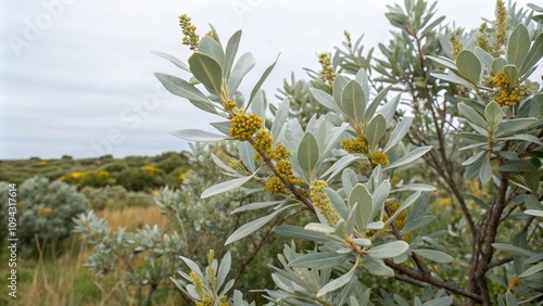 Autumnal foliage of Myrica gale plant with silvery leaves and small yellowish-green flowers, late summer blooms, silver leaf, yellowish green flowers, aquatic plant, fall color photo