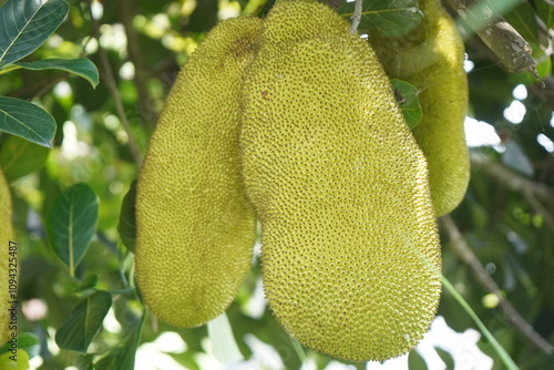 A cluster of large, green jackfruits hanging from a tree branch, surrounded by lush green leaves. photo