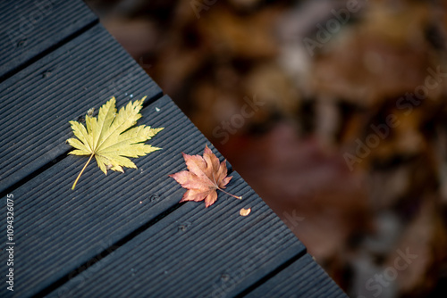 Autumn foliage in Yeouido park in Yeongdeungpo District on Han river in Seoul, South Korea photo