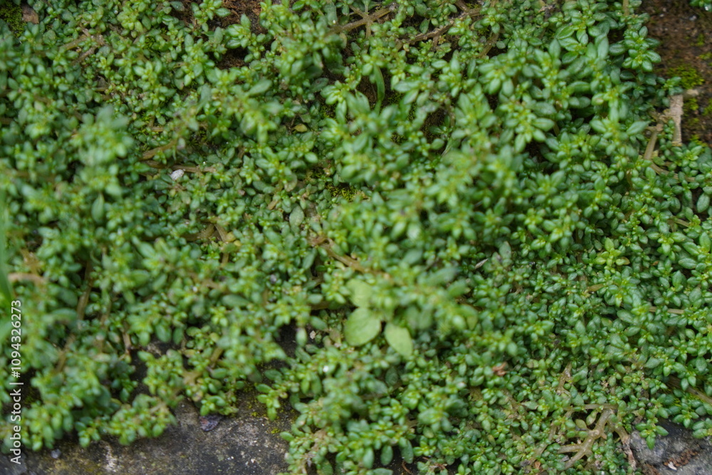 A dense carpet of small, green leaves covering a concrete surface. A dense carpet of small, green leaves covering a concrete surface.