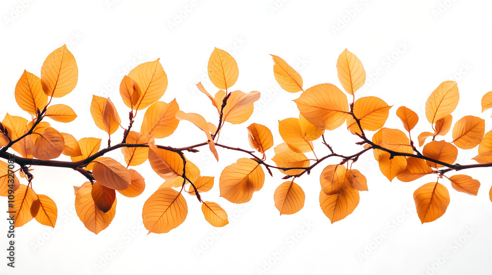 yellow leaves on branches, white background yellow leaves on branches, white background