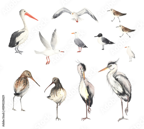 Canvas Print Collection of nautical, lakes and swamps birds, watercolor isolated illustration, wild birds, set of drawing elements for your design