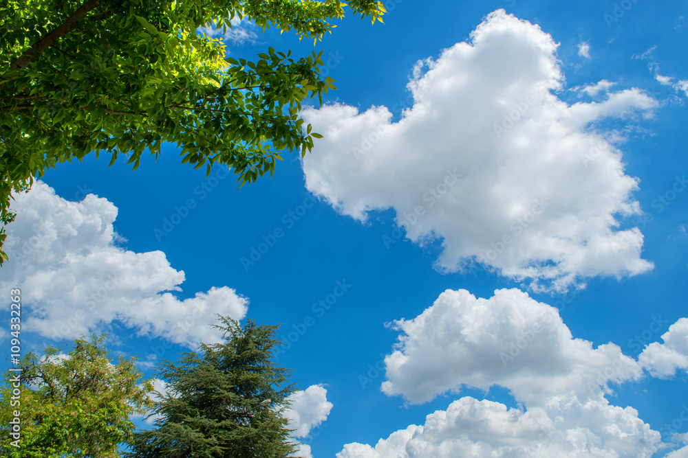 Green tree with sky and beautiful clouds. Green branches of a pine trees against the blue sky. Looking up at a trees with blue, cloudy sky above. Green tree with sky and beautiful clouds. Green branches of a pine trees against the blue sky. Looking up at a trees with blue, cloudy sky above.