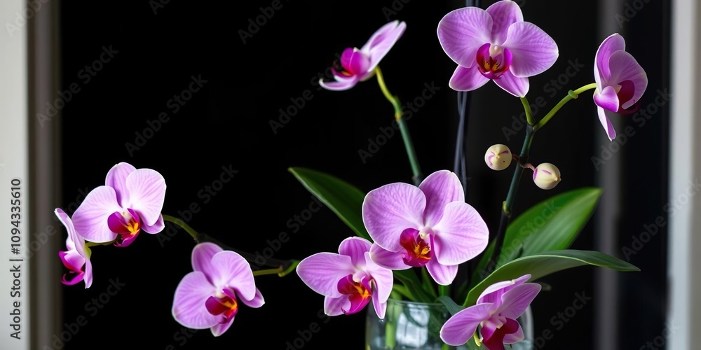 Pink orchid flowers arranged in a glass container, solo blooms, arrangement Pink orchid flowers arranged in a glass container, solo blooms, arrangement