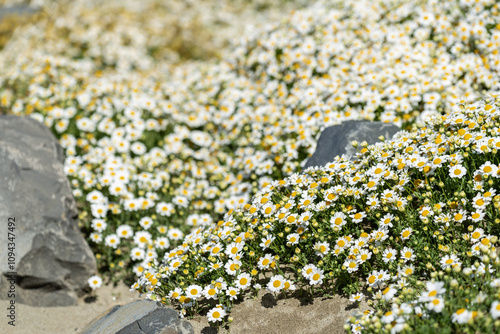 Parterres de pâquerettes au bord de la mer photo