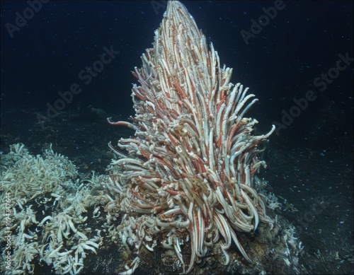 Riftia pachyptila giant tube worms deep sea in hydrothermal vent