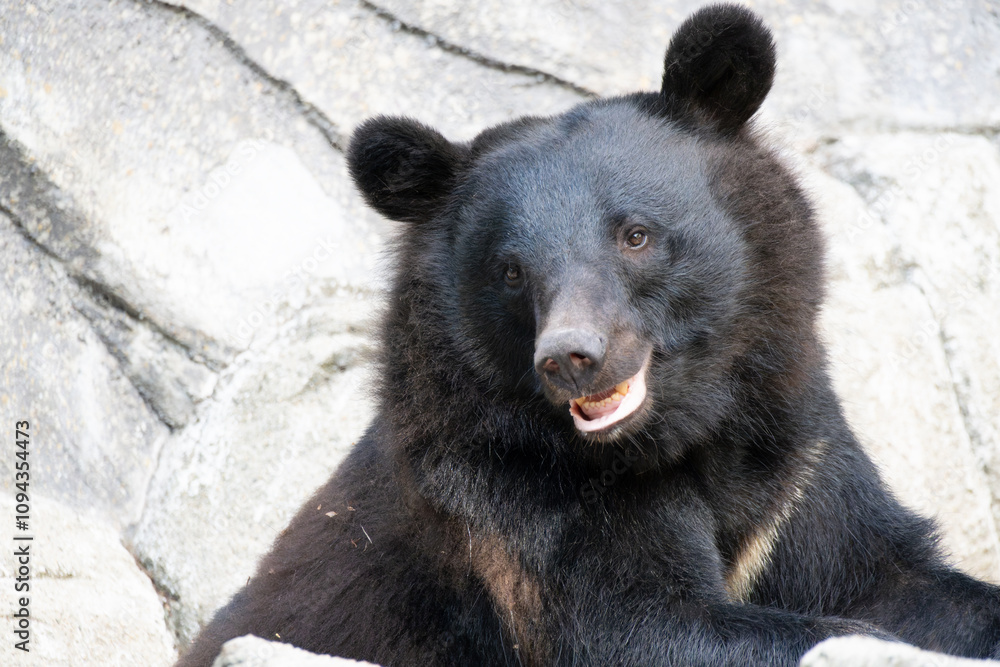 The upper body of the Asian black bear, also known as the Indian black bear, moon bear, and white-chested bear. The upper body of the Asian black bear, also known as the Indian black bear, moon bear, and white-chested bear.