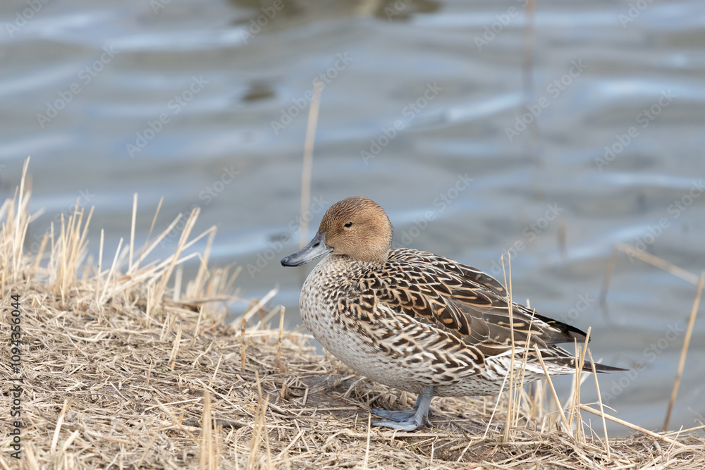 Female pintail duck standing by the water's edge. Its scientific name is Anas acuta. Female pintail duck standing by the water's edge. Its scientific name is Anas acuta.