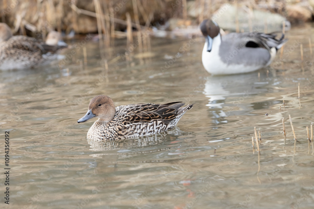 Male and female pintail ducks swimming in a pond. The scientific name is Anas acuta. Male and female pintail ducks swimming in a pond. The scientific name is Anas acuta.