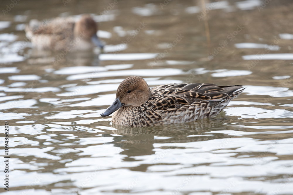 A Female pintail ducks swimming in a pond. The scientific name is Anas acuta. A Female pintail ducks swimming in a pond. The scientific name is Anas acuta.
