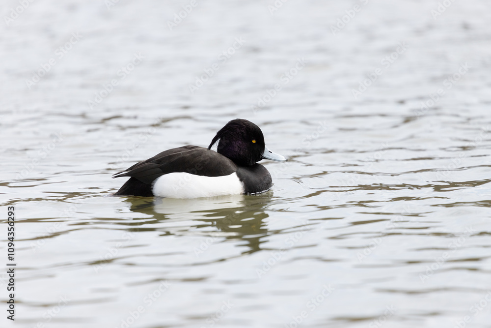 A male tufted duck also known as tufted pochard swims in a pond. Its scientific name is Aythya fuligula. A male tufted duck also known as tufted pochard swims in a pond. Its scientific name is Aythya fuligula.