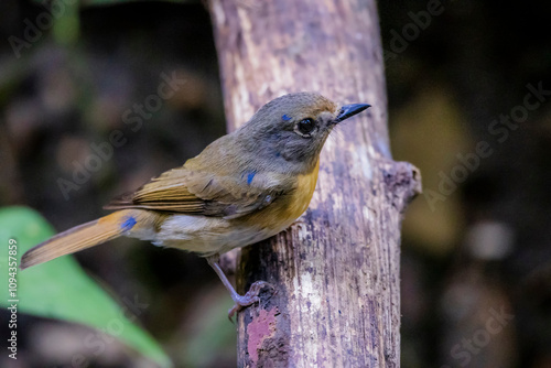 The Tickell's Blue Flycatcher on a branch in nature photo