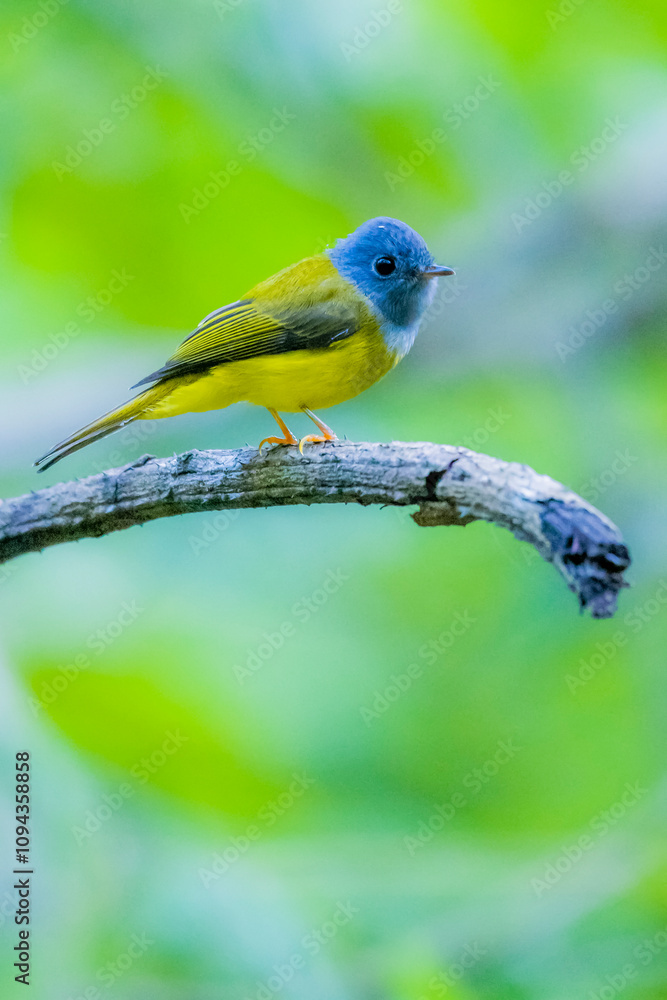 The Grey-headed Canary-flycatcher on a branch in nature The Grey-headed Canary-flycatcher on a branch in nature
