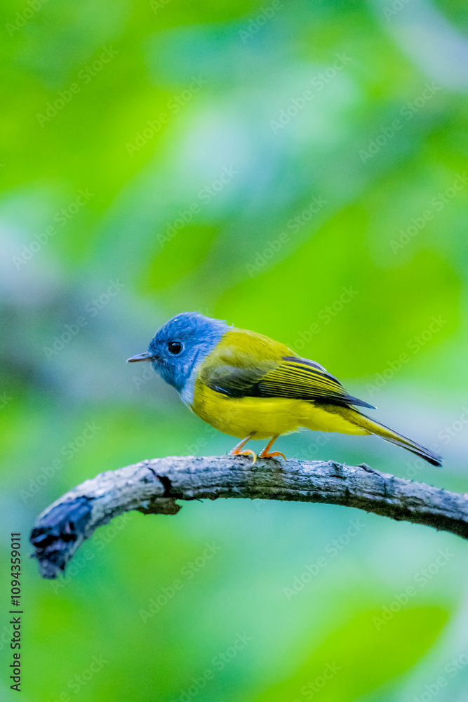 The Grey-headed Canary-flycatcher on a branch in nature The Grey-headed Canary-flycatcher on a branch in nature