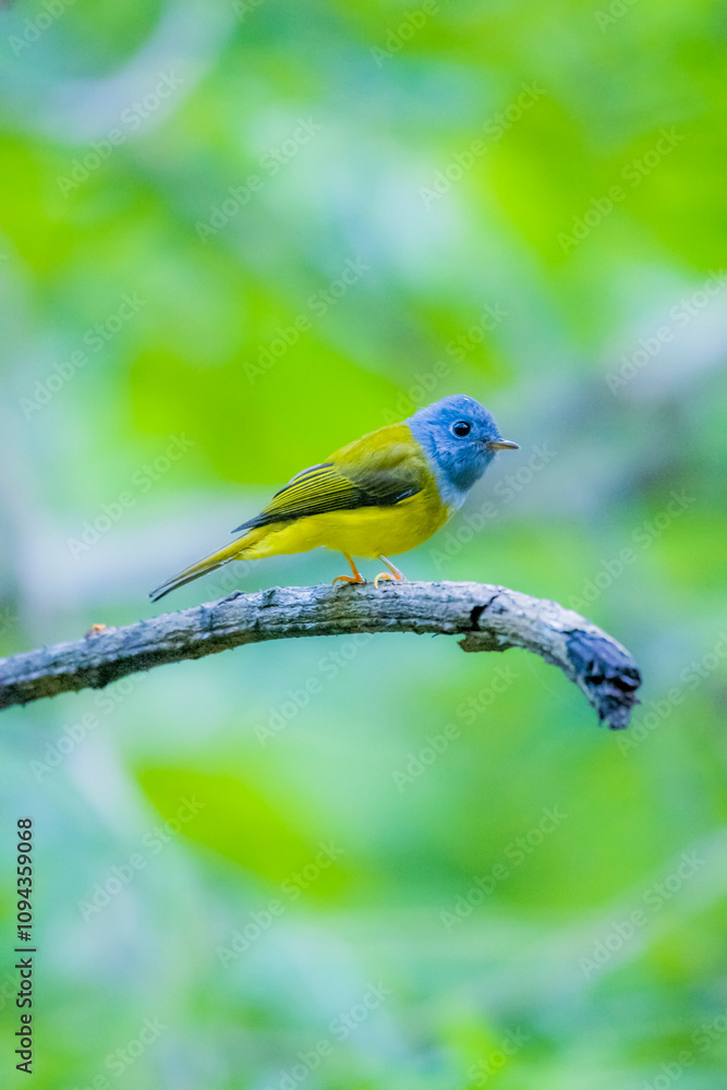 The Grey-headed Canary-flycatcher on a branch in nature The Grey-headed Canary-flycatcher on a branch in nature