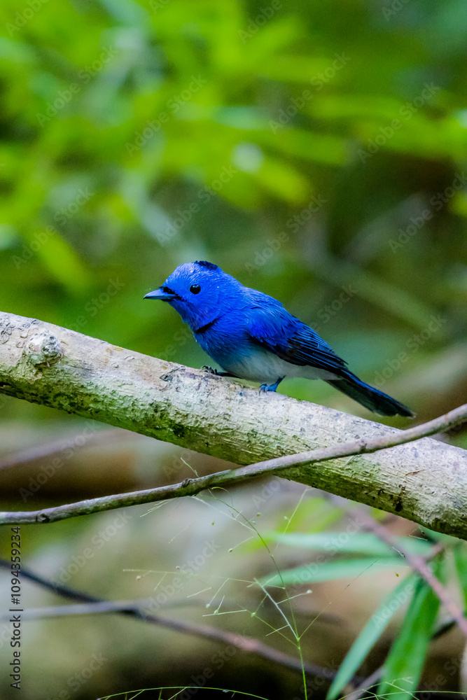 The Black-naped Monarch on a branch in nature The Black-naped Monarch on a branch in nature