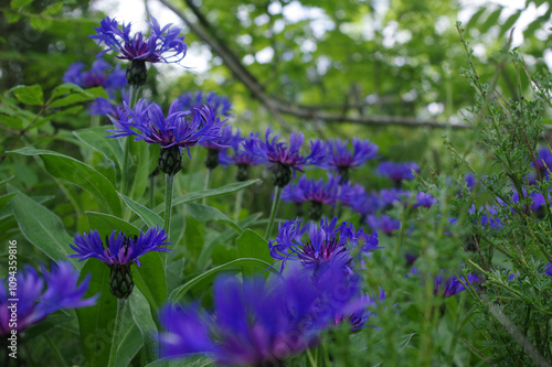 Centaurea, centaurées  photo