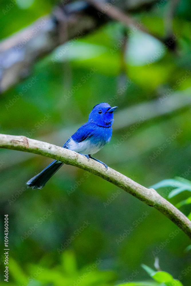 The Black-naped Monarch on a branch in nature The Black-naped Monarch on a branch in nature