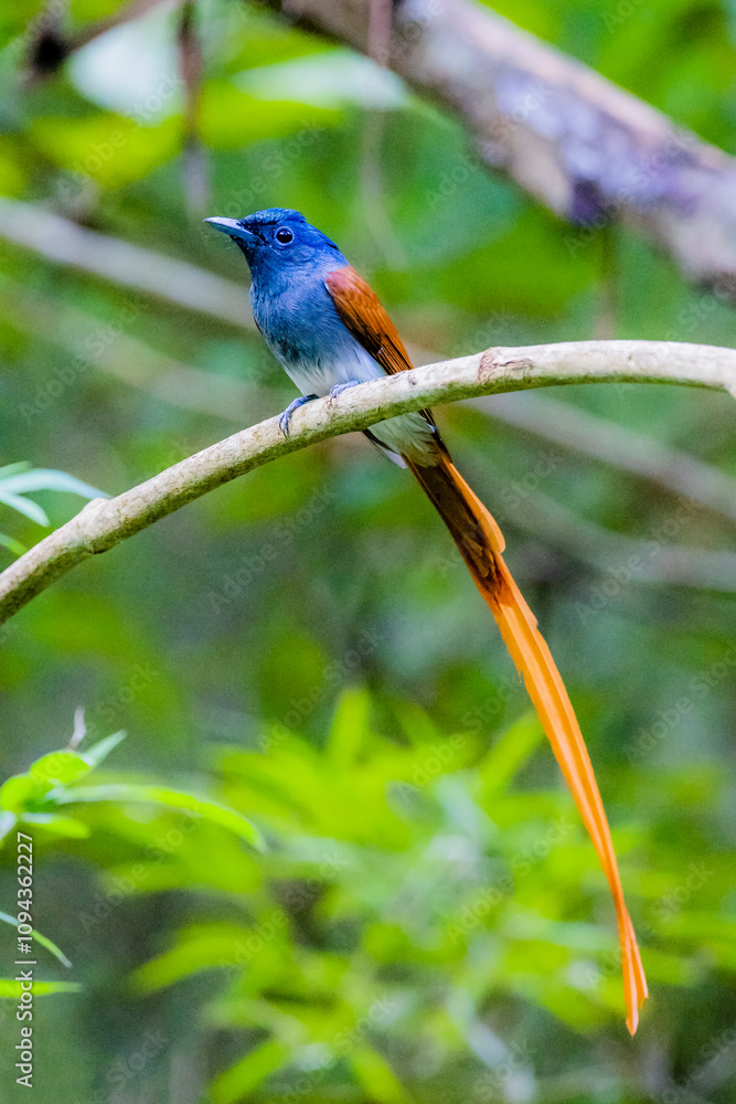 Obraz premium The Asian Paradise – flycatcher on a branch