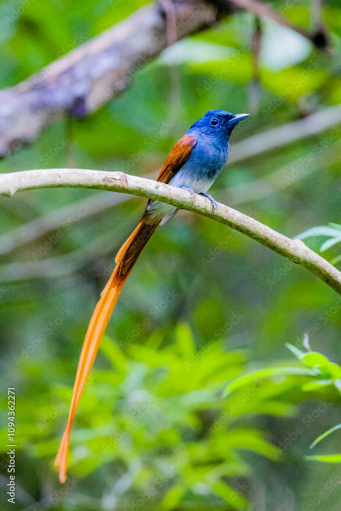The Asian Paradise – flycatcher on a branch The Asian Paradise – flycatcher on a branch