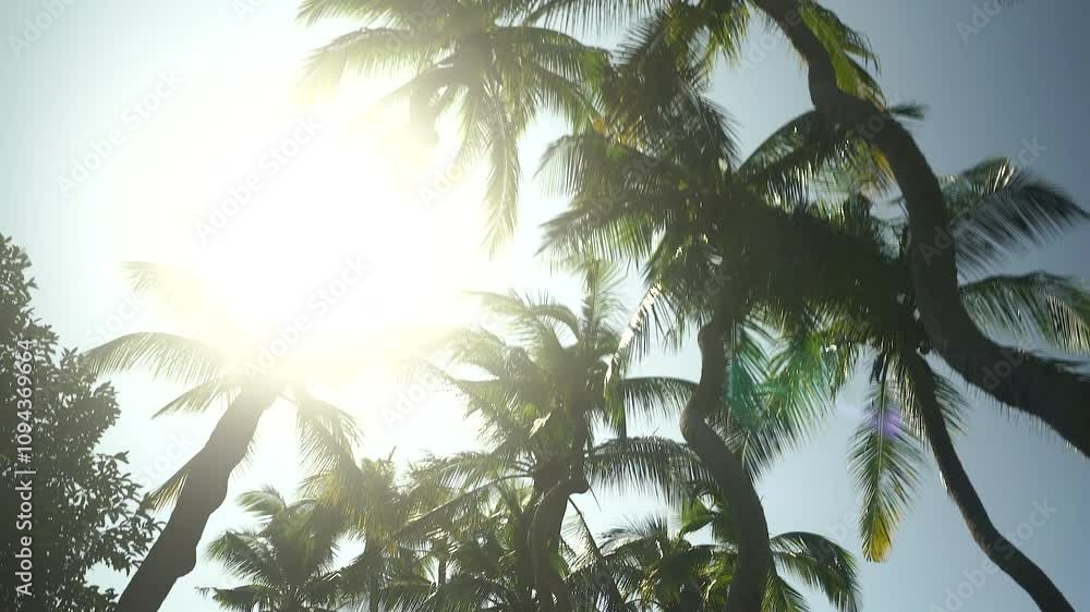 Coconut trees in the garden