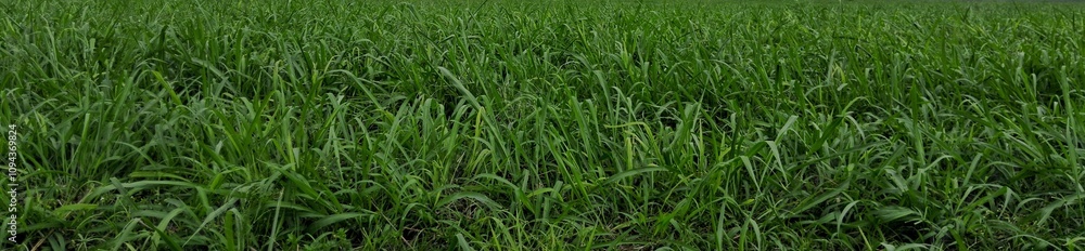 The expanse of green weed grass for background The expanse of green weed grass for background