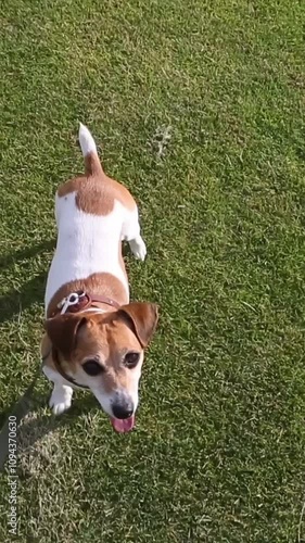 top view owner's hand holds dog's leash. walk on green grass. weekend fresh air activities with a pet. Vertical video footage