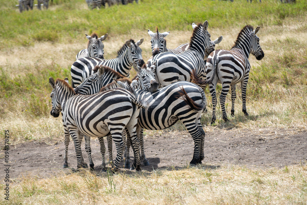 Fototapeta premium Simiyu is an administrative region of Tanzania. It was created in March 2012, being until then part of the Shinyanga Region. Its capital is the city of Bariadi.