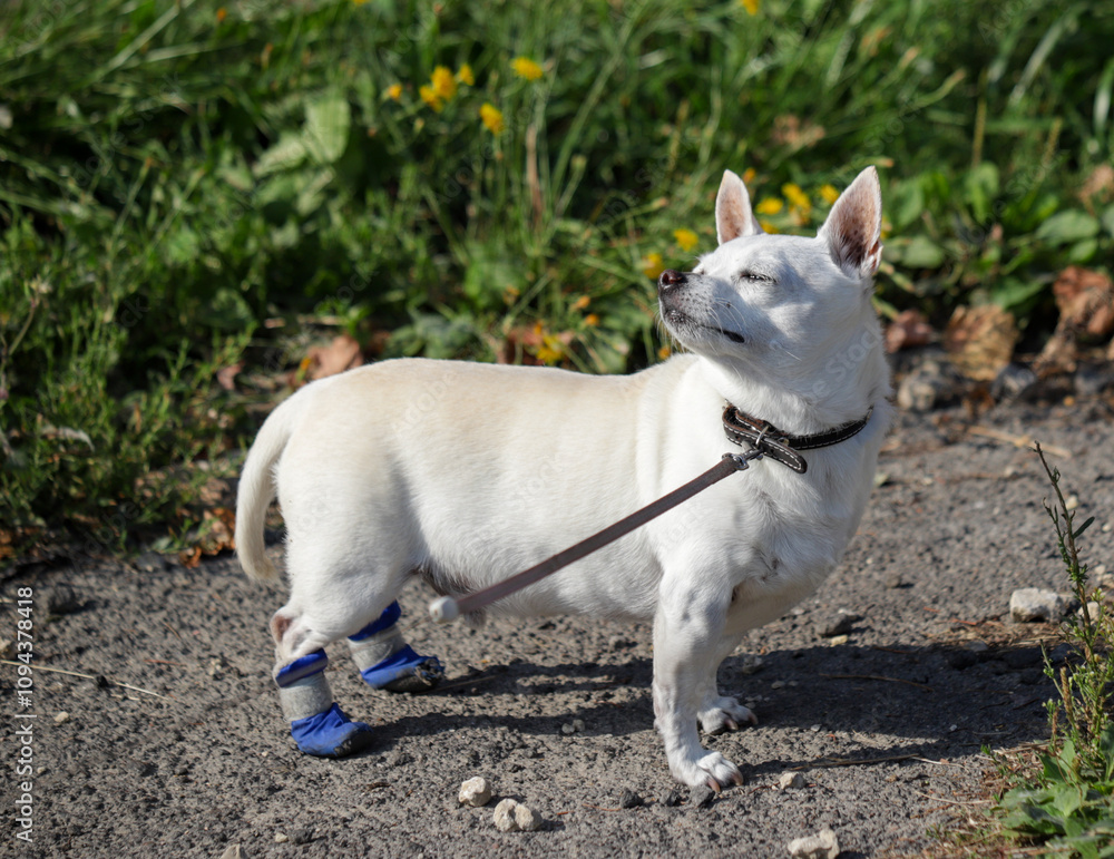 A small white dog with blue booties on its legs is standing on a sidewalk A small white dog with blue booties on its legs is standing on a sidewalk