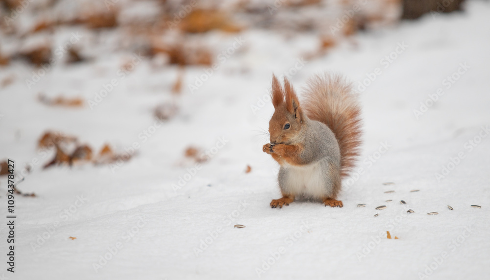 A squirrel is standing in the snow, eating some seeds A squirrel is standing in the snow, eating some seeds