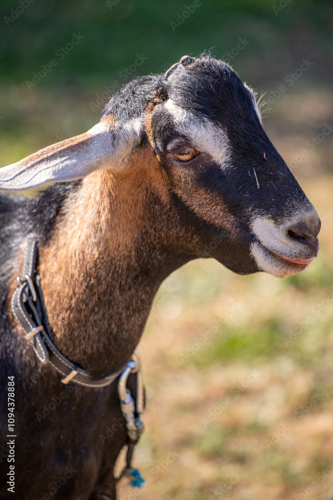 A goat with a black and brown coat and a collar on its neck A goat with a black and brown coat and a collar on its neck