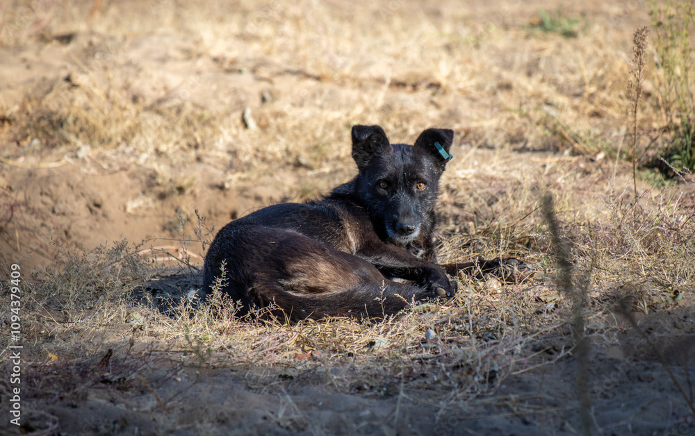 A black dog is laying on the ground in a field A black dog is laying on the ground in a field