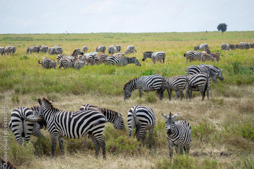 Simiyu is an administrative region of Tanzania. It was created in March 2012, being until then part of the Shinyanga Region. Its capital is the city of Bariadi. Simiyu is an administrative region of Tanzania. It was created in March 2012, being until then part of the Shinyanga Region. Its capital is the city of Bariadi.