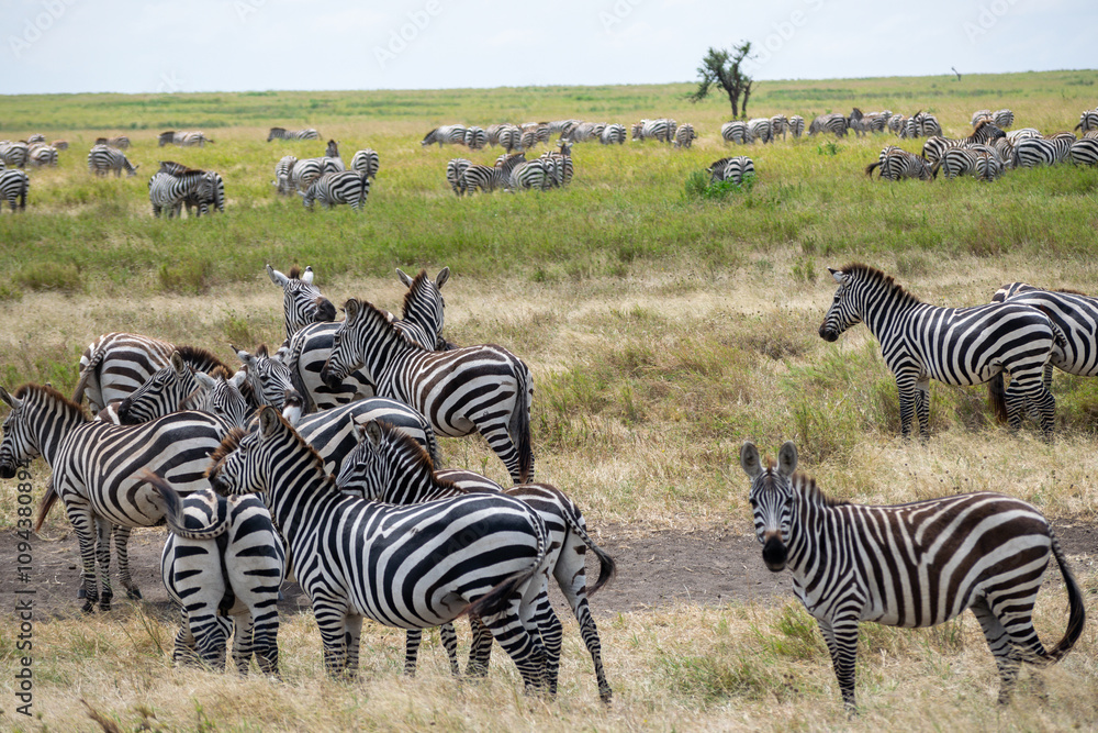 Naklejka premium Simiyu is an administrative region of Tanzania. It was created in March 2012, being until then part of the Shinyanga Region. Its capital is the city of Bariadi.