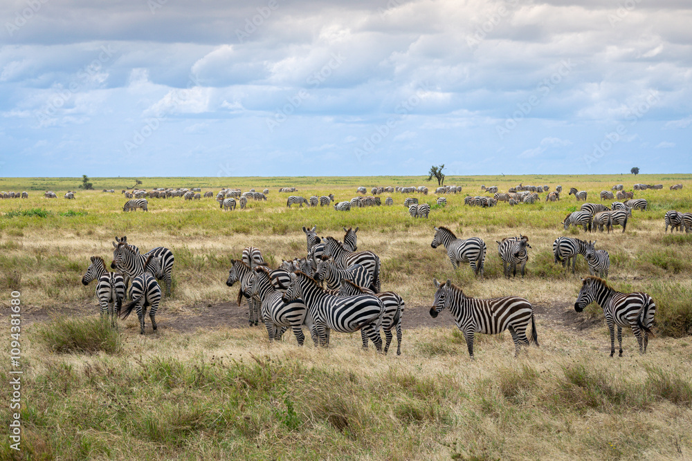 Simiyu is an administrative region of Tanzania. It was created in March 2012, being until then part of the Shinyanga Region. Its capital is the city of Bariadi.