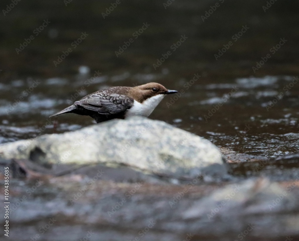Dipper bird perched on a rock in a flowing river, showcasing its natural habitat and behavior Dipper bird perched on a rock in a flowing river, showcasing its natural habitat and behavior