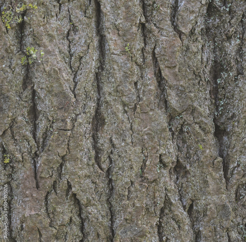 Beautiful close-up of the bark of populus laurifolia