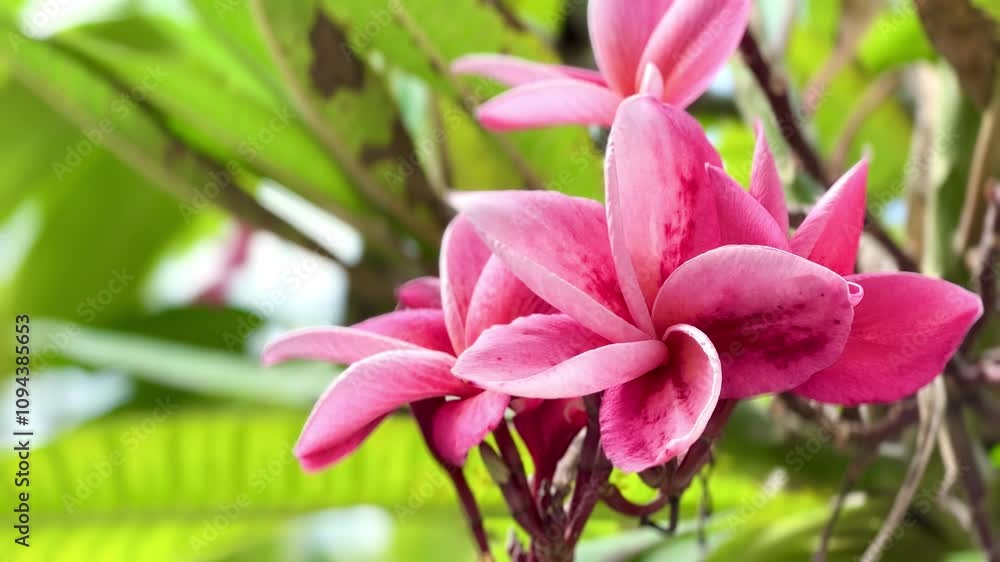 4K Beautiful Blossom Pink Plumeria Or Frangipani 4K Beautiful Blossom Pink Plumeria Or Frangipani