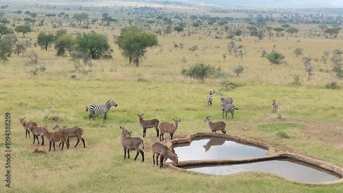Waterbuck and Zebra at Apoka lodge at a water hole