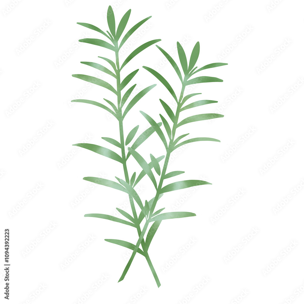 Naklejka premium 水彩風 ２本のローズマリーのイラスト