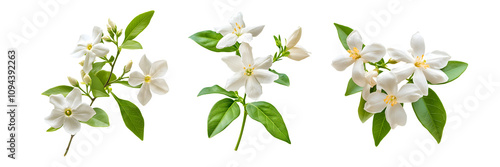 Set of white flowers and green leaf isolated on white